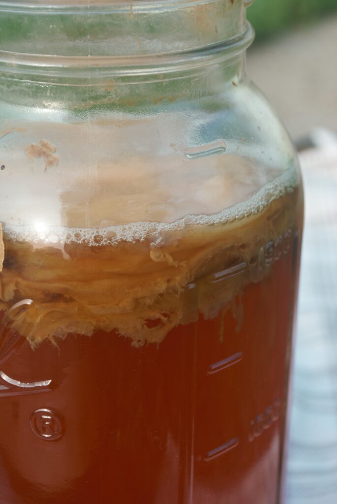 kombucha scoby first fermentation