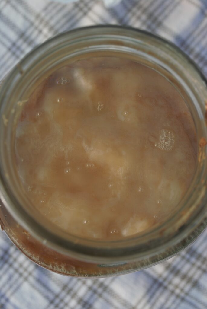 scoby for kombucha brewing first fermentation