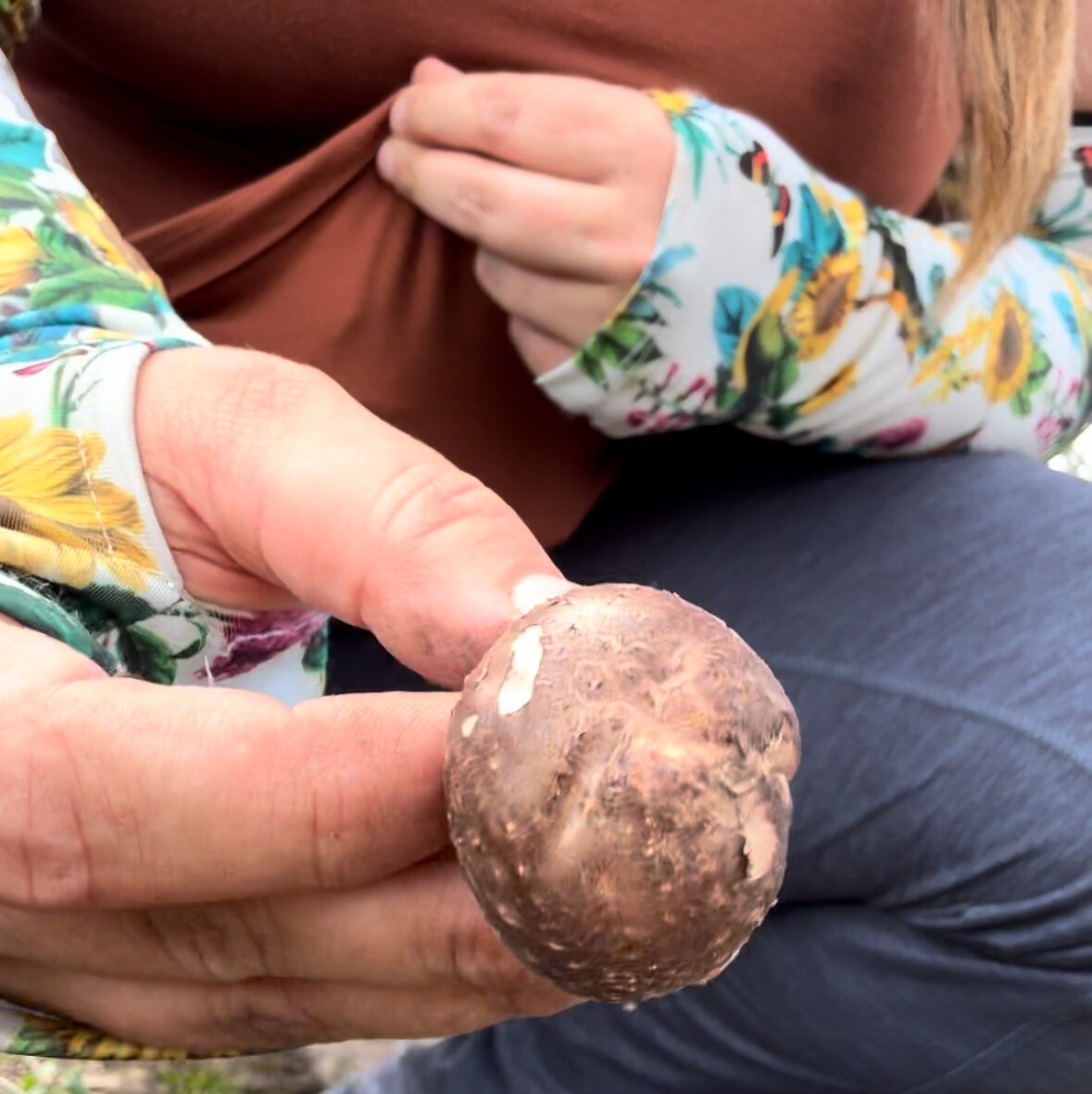 picking shiitake mushrooms